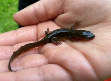 Salmandar