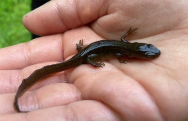 Salmandar